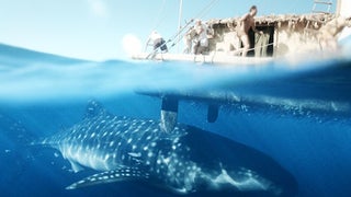 ‘Kon-Tiki’ Review: A 1951 Oscar Documentary Winner Becomes a Rousing 2013 Adventure