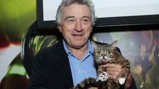 Cat Celebrity Lil Bub Partners with Revision3 for New Show – Look Out, Grumpy Cat (Exclusive)