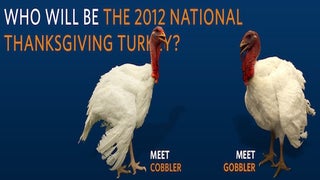 Cobbler vs. Gobbler: Obama’s Facebook Followers to Decide Fate of Thanksgiving Turkey