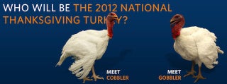 Cobbler vs. Gobbler: Obama’s Facebook Followers to Decide Fate of Thanksgiving Turkey